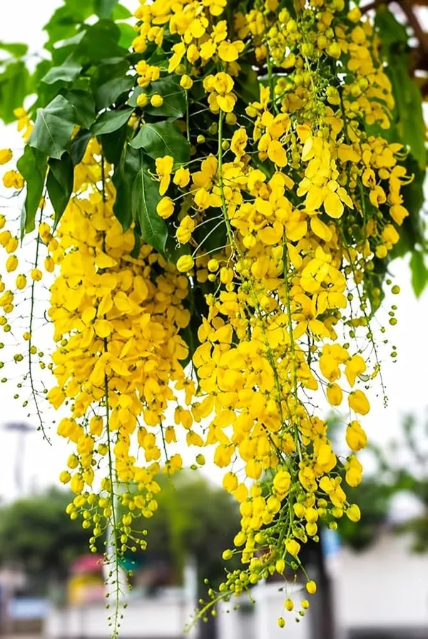 Hybrid_Golden_Shower_Flower_Live_Plant_|_Golden_Shower_Ornamental_Flowering_Plant_