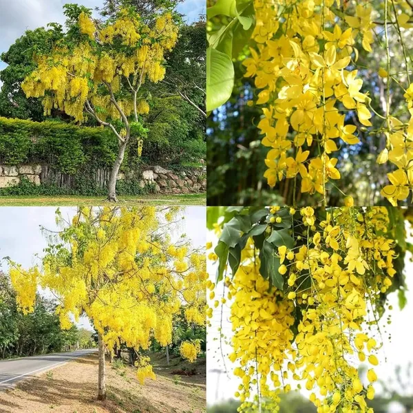 Hybrid_Golden_Shower_Flower_Live_Plant_|_Golden_Shower_Ornamental_Flowering_Plant_