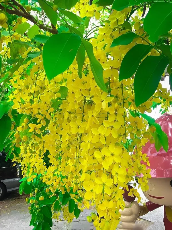 Hybrid_Golden_Shower_Flower_Live_Plant_|_Golden_Shower_Ornamental_Flowering_Plant_