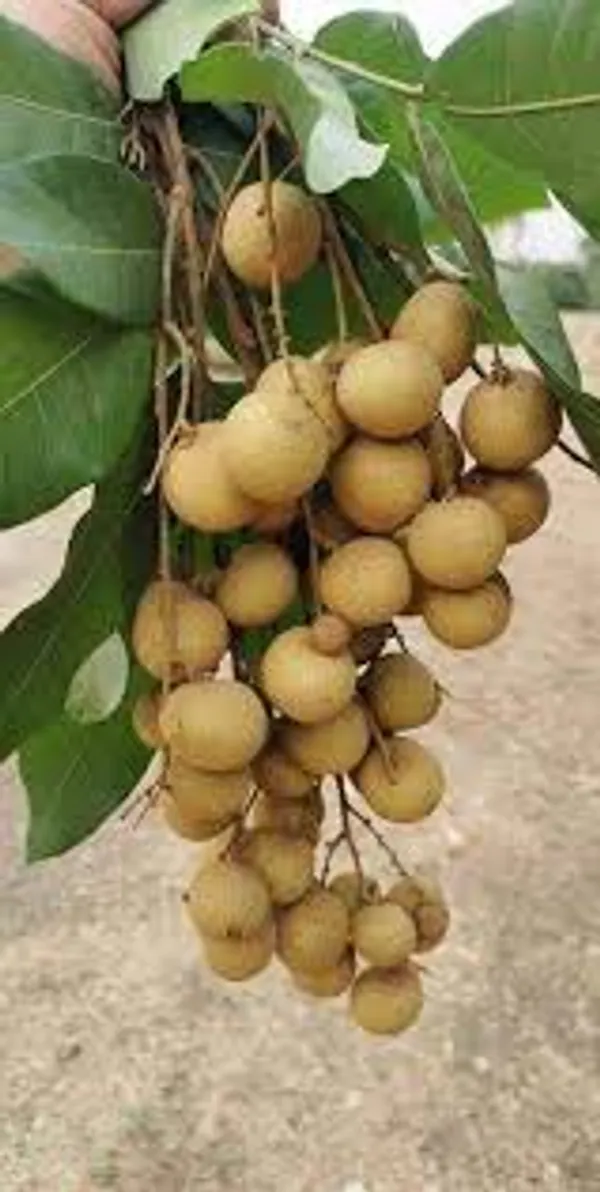 Hybrid_Thai_Baramasi_Longan_Fruit_Plant