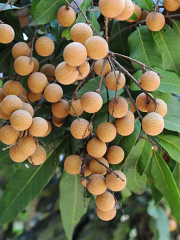 Hybrid_Thai_Baramasi_Longan_Fruit_Plant
