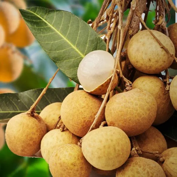 Hybrid_Thai_Baramasi_Longan_Fruit_Plant