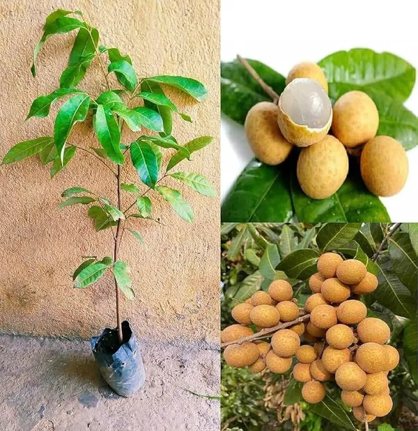 Hybrid_Thai_Baramasi_Longan_Fruit_Plant