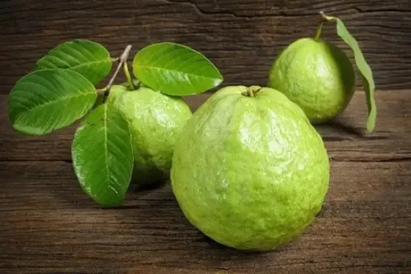 Hybrid_Thai_Kg_Guava_Plant_And_Hybrid_Green_Amla_Grafted_Plant_Combo_Pack_Of_2