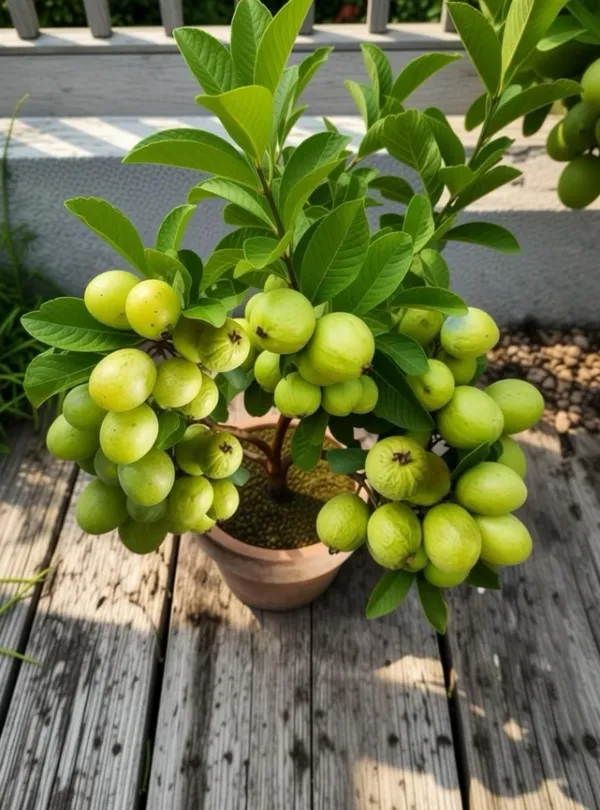 Hybrid_Thai_Kg_Guava_Plant_Big_Size_Fruit