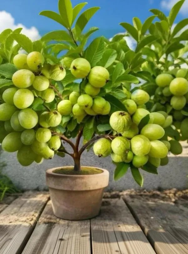 Hybrid_Thai_Kg_Guava_Plant_Big_Size_Fruit