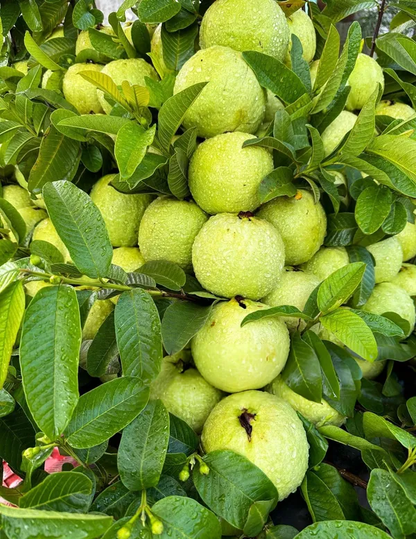 Hybrid_Thai_Kg_Guava_Plant_Big_Size_Fruit