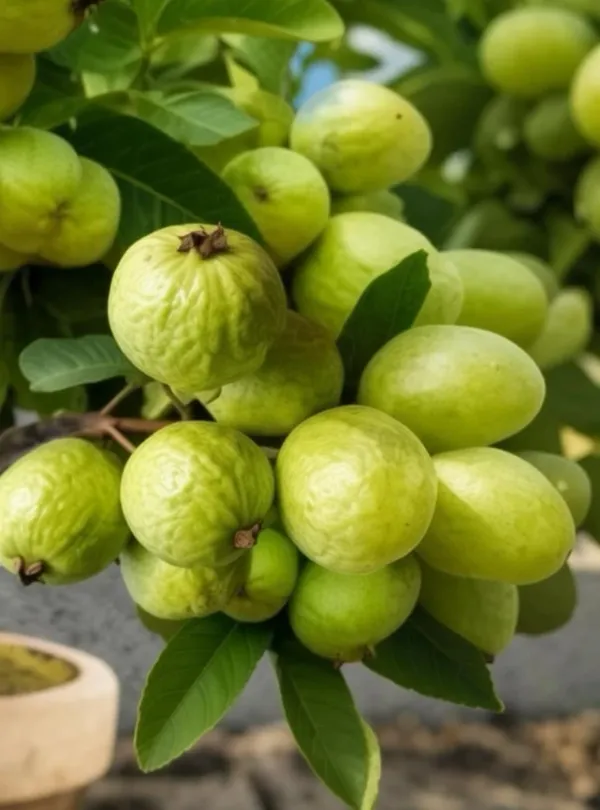 Hybrid_Thai_Kg_Guava_Plant_Big_Size_Fruit