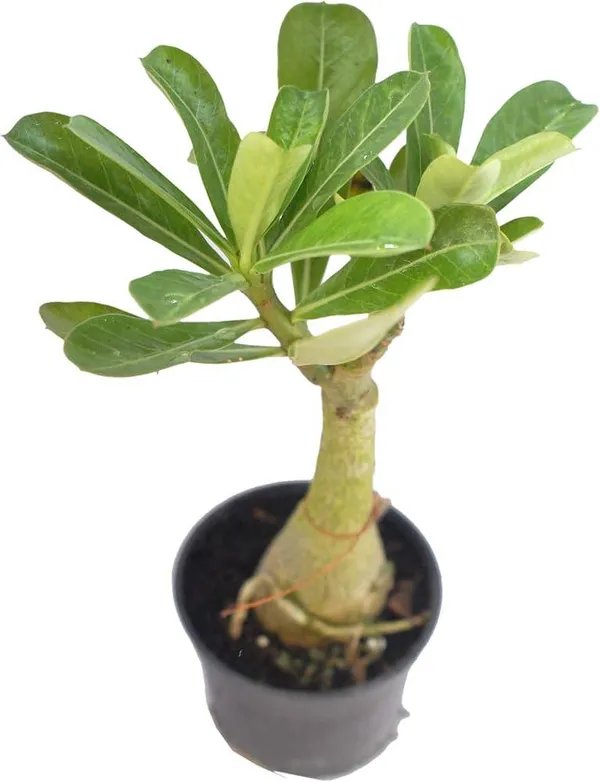 Hybrid_adenium_flower_plant_