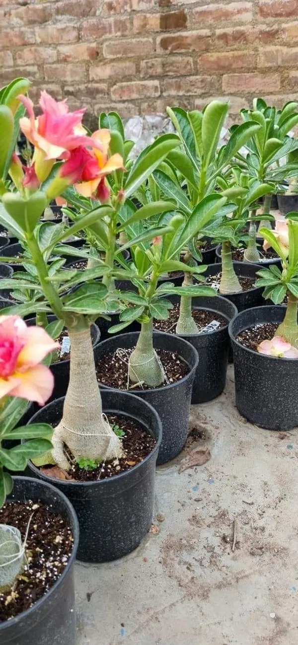 Hybrid_adenium_flower_plant_