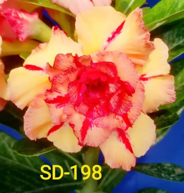 Hybrid_adenium_flower_plant_