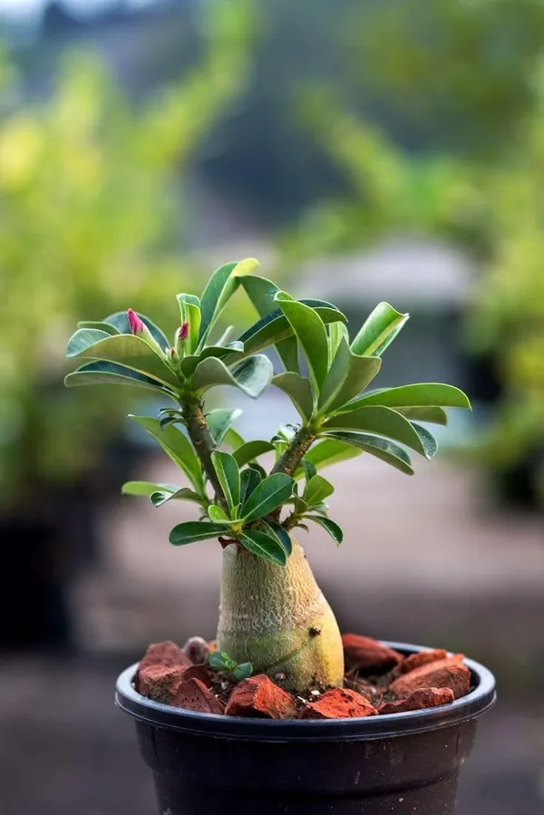 Hybrid_adenium_flower_plant_