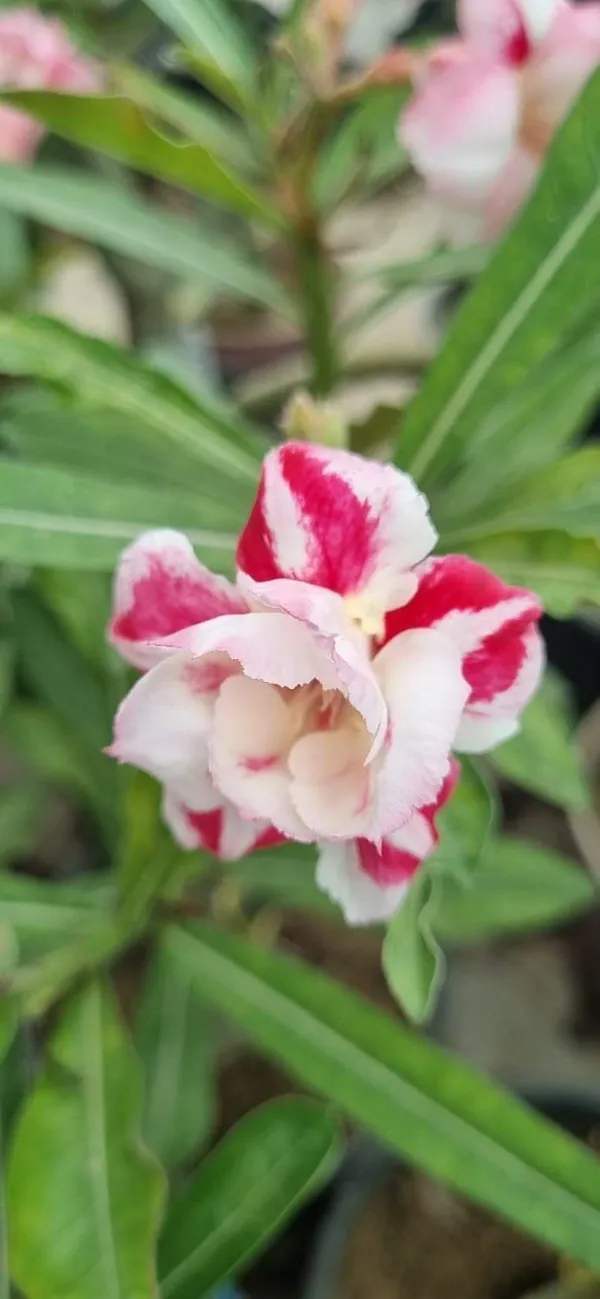 Hybrid_adenium_flower_plant_
