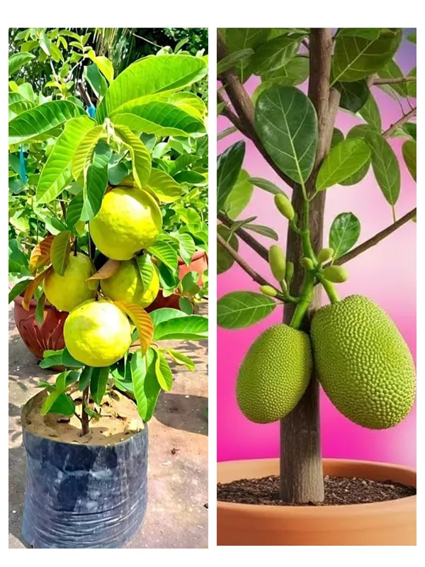 Hybrid_grafted_guava_and_Jackfruit_combo_pack_of_2_plants_