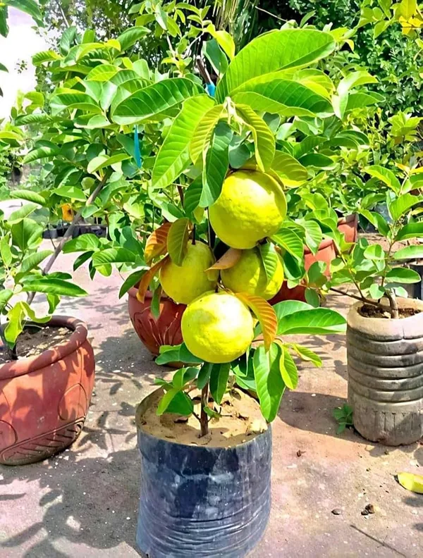 Hybrid_grafted_guava_and_Jackfruit_combo_pack_of_2_plants_