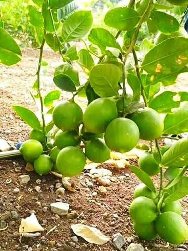 Hybrid_guava_and_hybrid_lemon_fruit_plant_combo_pack_of_2_plants_