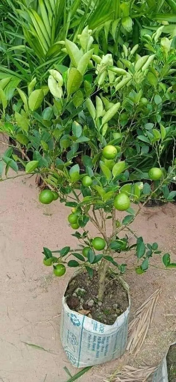 Hybrid_guava_and_hybrid_lemon_fruit_plant_combo_pack_of_2_plants_