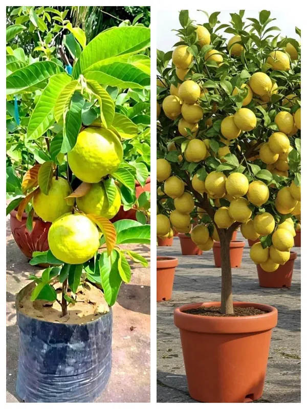 Hybrid_guava_and_hybrid_lemon_fruit_plant_combo_pack_of_2_plants_