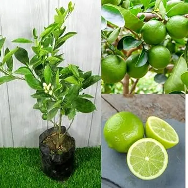 Hybrid_lemon_and_hybrid_baramasi_mango_plant_combo_pack_of_2_plants_