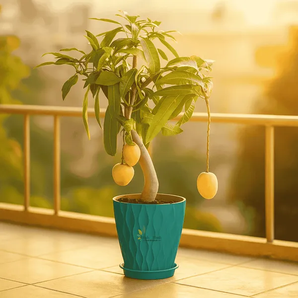 Hybrid_lemon_and_hybrid_baramasi_mango_plant_combo_pack_of_2_plants_