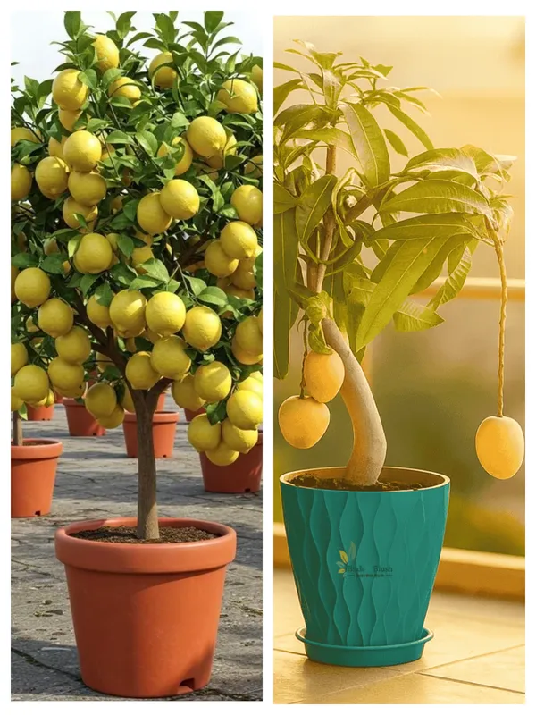Hybrid_lemon_and_hybrid_baramasi_mango_plant_combo_pack_of_2_plants_