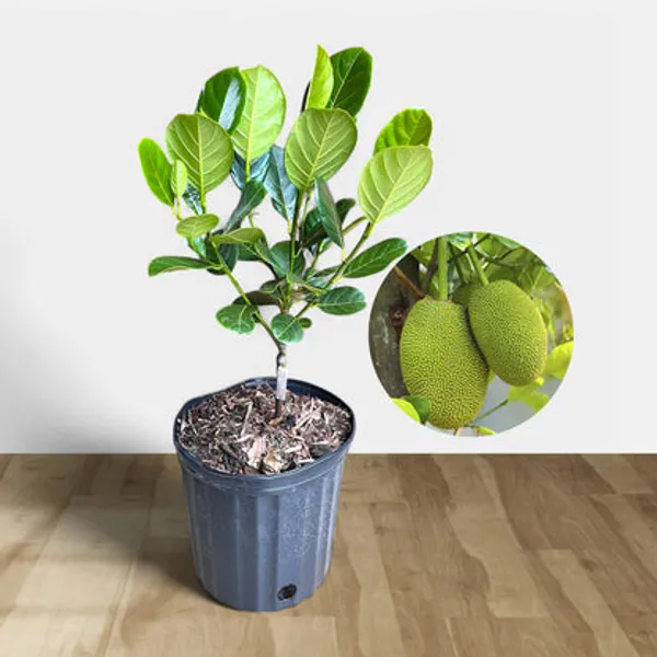 Hybrid_seedless_lemon_and_hybrid_baramasi_jackfruit_fruit_plant_combo_pack_of_2_plants_