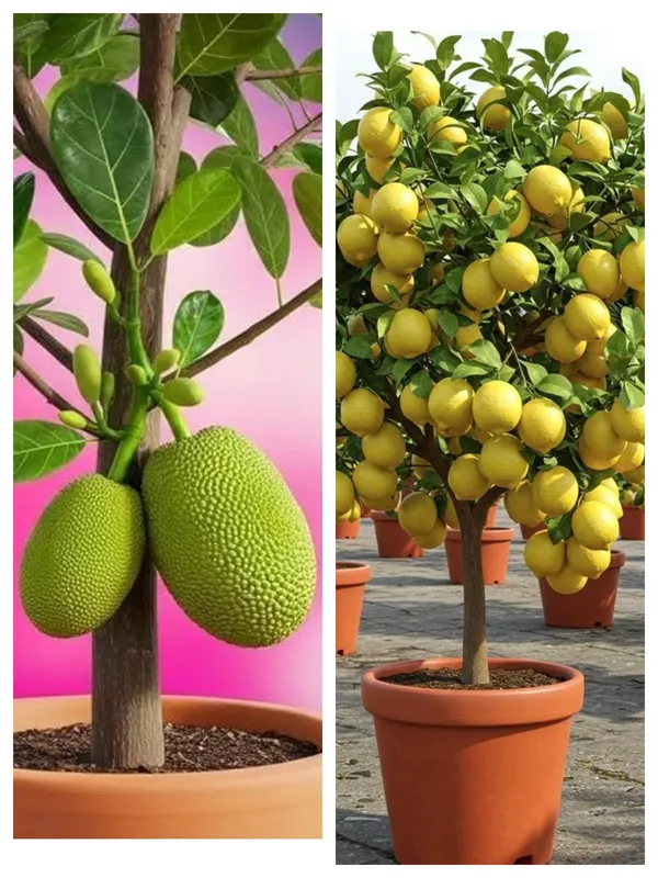Hybrid_seedless_lemon_and_hybrid_baramasi_jackfruit_fruit_plant_combo_pack_of_2_plants_