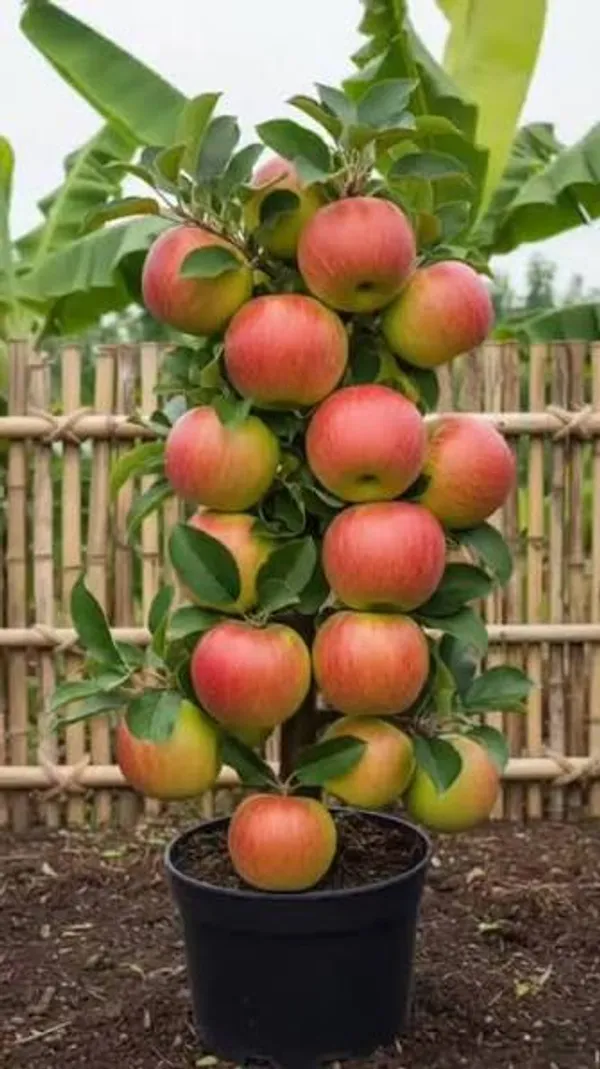 Hybrid_thai_apple_fruit_plant_