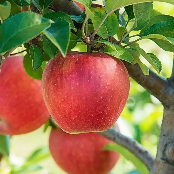 Hybrid_thai_apple_fruit_plant_