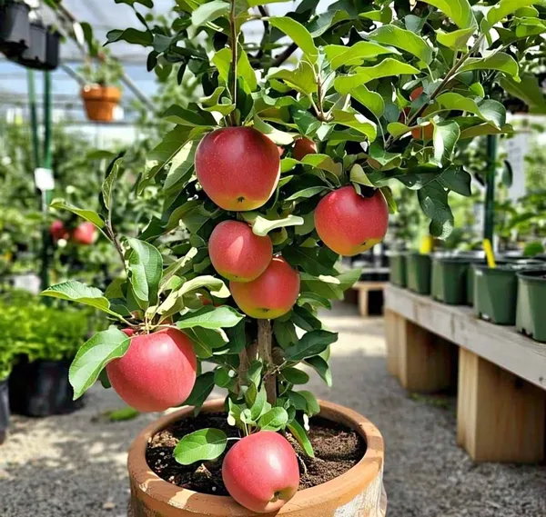Hybrid_thai_apple_fruit_plant_