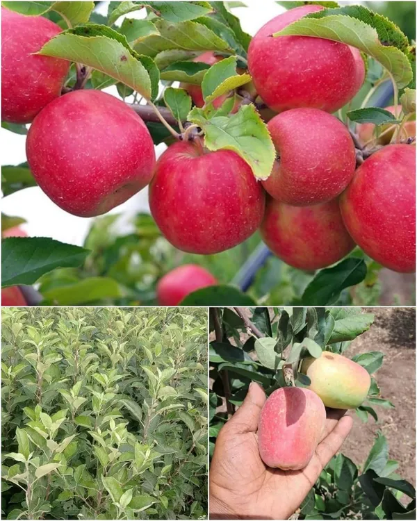 Hybrid_thai_apple_fruit_plant_