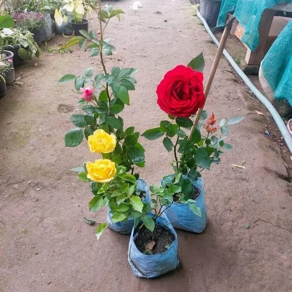 Hybrid_tose_plant_combo_pack_of_3_