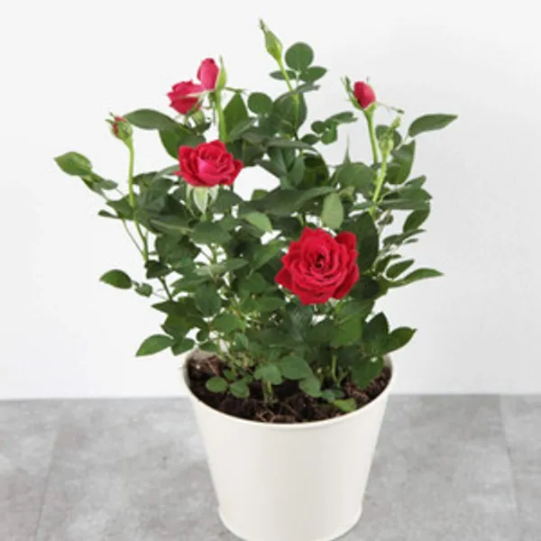 Hybrid_tose_plant_combo_pack_of_3_
