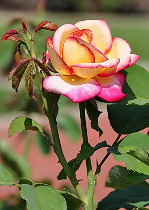 Hybrid_tose_plant_combo_pack_of_3_
