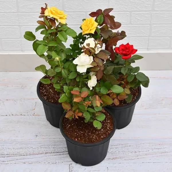 Hybrid_tose_plant_combo_pack_of_3_