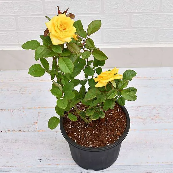 Hybrid_tose_plant_combo_pack_of_3_