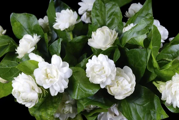 Jasmine_Double_Petal_Flowering_Plant_(1.5-3.5_Ft_Size)_For_Home_Garden_(Hybrid)