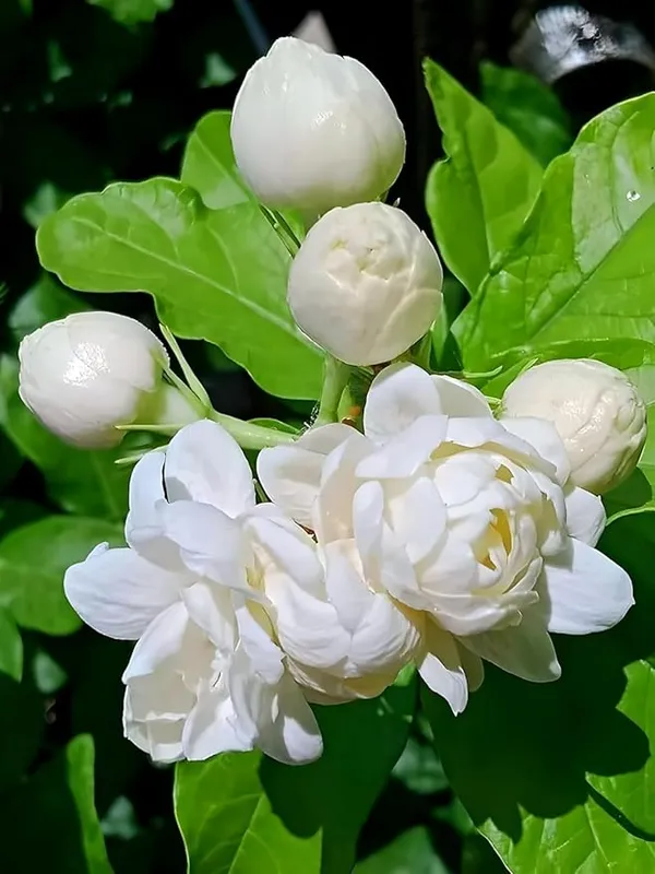 Jasmine_Double_Petal_Flowering_Plant_(1.5-3.5_Ft_Size)_For_Home_Garden_(Hybrid)