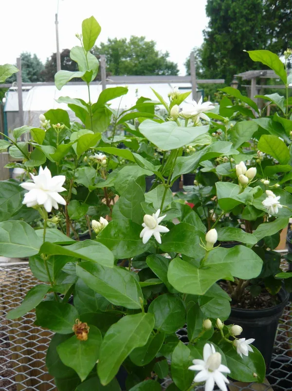 Jasmine_Double_Petal_Flowering_Plant_(1.5-3.5_Ft_Size)_For_Home_Garden_(Hybrid)