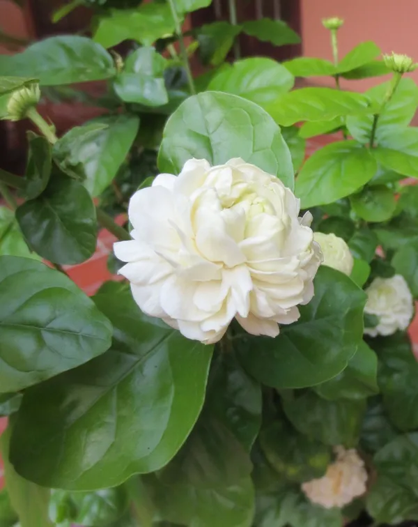 Jasmine_Double_Petal_Flowering_Plant_(1.5-3.5_Ft_Size)_For_Home_Garden_(Hybrid)