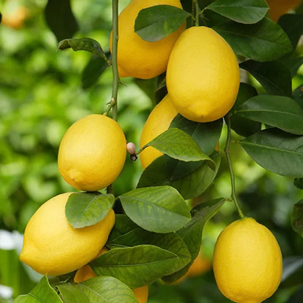 Hybrid_Lemon_Plant_|_For_Home_Garden