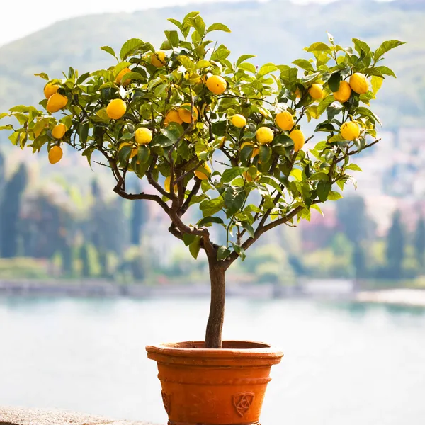Hybrid_Lemon_Plant_|_For_Home_Garden