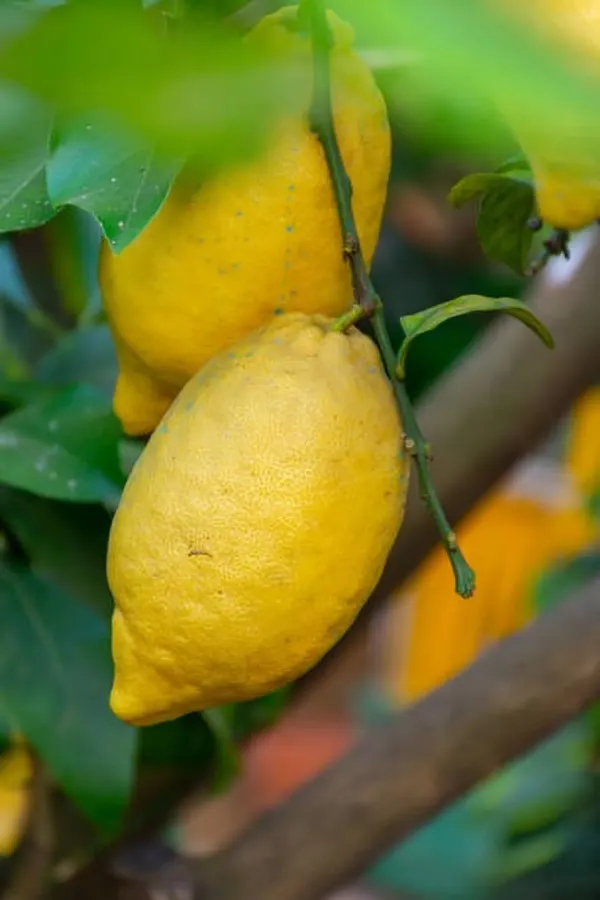All_Time_Thai_Kagzi_Lemon/_Nimbu_Hybrid_Fruit_Plant