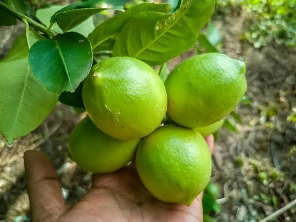 All_Time_Thai_Kagzi_Lemon/_Nimbu_Hybrid_Fruit_Plant