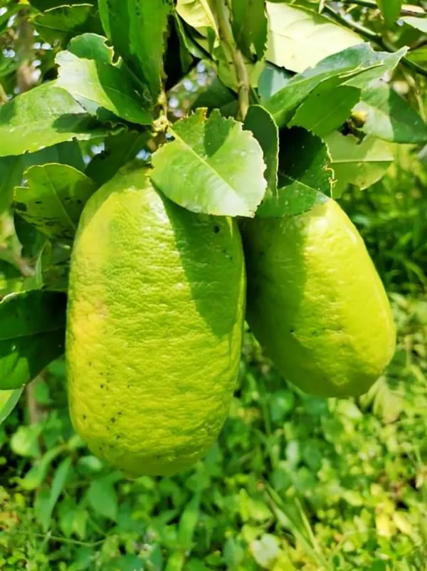 All_Time_Thai_Kagzi_Lemon/_Nimbu_Hybrid_Fruit_Plant