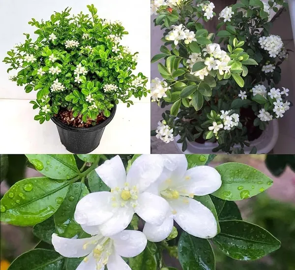Madhu_Kamini_Flower_Plant_Live_|_Murraya_Paniculata_Orange_Jasmine_Fragrant_White_Flower_Plant_for_Home_Garden