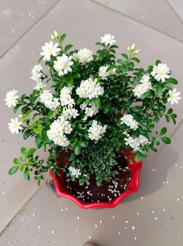 Madhu_Kamini_Flower_Plant_Live_|_Murraya_Paniculata_Orange_Jasmine_Fragrant_White_Flower_Plant_for_Home_Garden