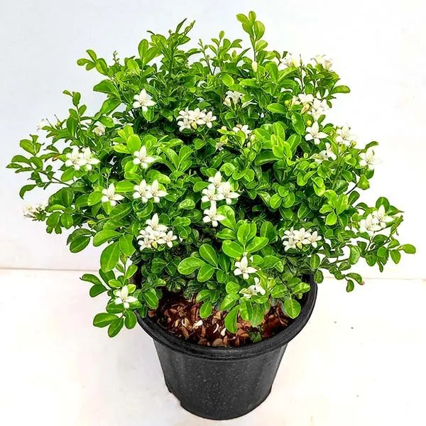 Madhu_Kamini_Flower_Plant_Live_|_Murraya_Paniculata_Orange_Jasmine_Fragrant_White_Flower_Plant_for_Home_Garden