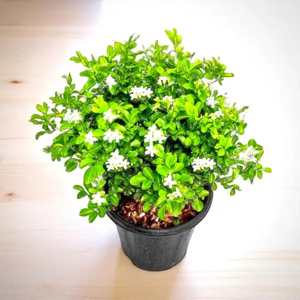 Madhu_Kamini_Flower_Plant_Live_|_Murraya_Paniculata_Orange_Jasmine_Fragrant_White_Flower_Plant_for_Home_Garden