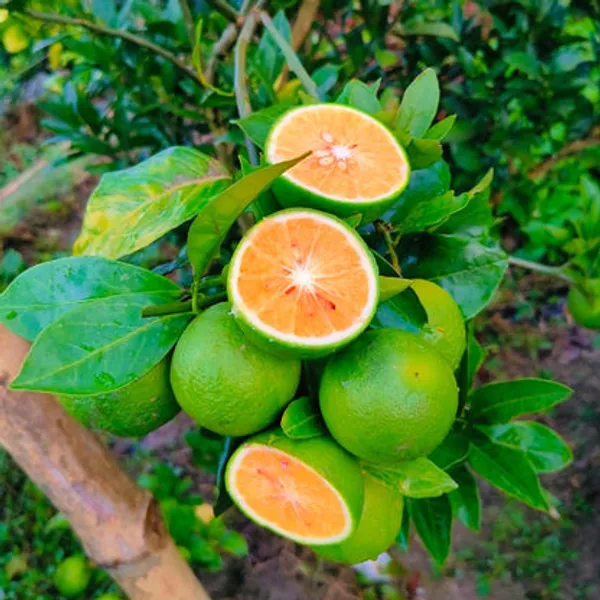 Malta_Lemon_Fruit_Plant_Hybrid_Verity